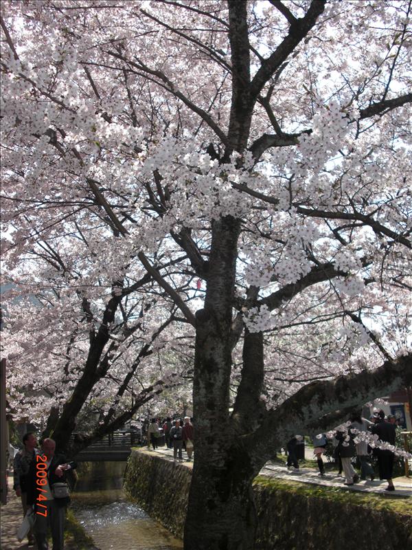 2009.04千年古都賞櫻,2009千年古都賞櫻,DAY4銀閣寺,倫敦,哲學之道,國外旅遊,土耳其,大阪,宜蘭,居酒屋,捷克,旅遊,早午餐,板橋,法國,美食,自由行 @跟著Julie一起走吧 2009.04千年古都賞櫻,2009千年古都賞櫻,DAY4銀閣寺,倫敦,哲學之道,國外旅遊,土耳其,大阪,宜蘭,居酒屋,捷克,旅遊,早午餐,板橋,法國,美食,自由行 @跟著Julie一起走吧