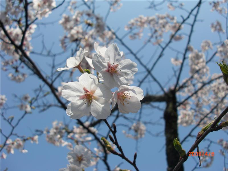 2009.04千年古都賞櫻,2009千年古都賞櫻,DAY3打吹公園+鶴山公園,倫敦,國外旅遊,土耳其,大阪,宜蘭,居酒屋,打吹公園,捷克,旅遊,早午餐,板橋,法國,美食,自由行 @跟著Julie一起走吧 2009.04千年古都賞櫻,2009千年古都賞櫻,DAY3打吹公園+鶴山公園,倫敦,國外旅遊,土耳其,大阪,宜蘭,居酒屋,打吹公園,捷克,旅遊,早午餐,板橋,法國,美食,自由行 @跟著Julie一起走吧