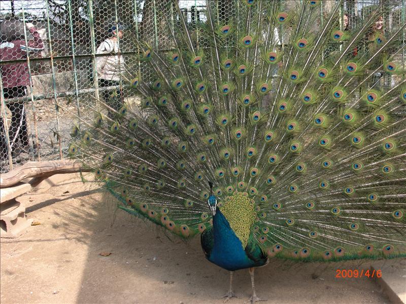 2009.04千年古都賞櫻,2009千年古都賞櫻,DAY3打吹公園+鶴山公園,倫敦,國外旅遊,土耳其,大阪,宜蘭,居酒屋,打吹公園,捷克,旅遊,早午餐,板橋,法國,美食,自由行 @跟著Julie一起走吧 2009.04千年古都賞櫻,2009千年古都賞櫻,DAY3打吹公園+鶴山公園,倫敦,國外旅遊,土耳其,大阪,宜蘭,居酒屋,打吹公園,捷克,旅遊,早午餐,板橋,法國,美食,自由行 @跟著Julie一起走吧