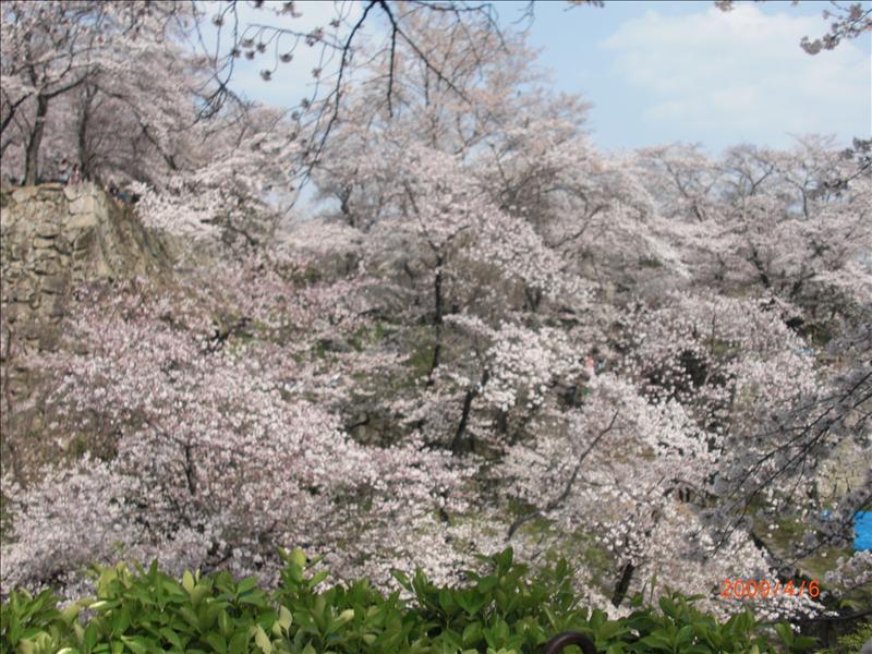 2009.04千年古都賞櫻,2009千年古都賞櫻,DAY3打吹公園+鶴山公園,倫敦,國外旅遊,土耳其,大阪,宜蘭,居酒屋,打吹公園,捷克,旅遊,早午餐,板橋,法國,美食,自由行 @跟著Julie一起走吧 2009.04千年古都賞櫻,2009千年古都賞櫻,DAY3打吹公園+鶴山公園,倫敦,國外旅遊,土耳其,大阪,宜蘭,居酒屋,打吹公園,捷克,旅遊,早午餐,板橋,法國,美食,自由行 @跟著Julie一起走吧