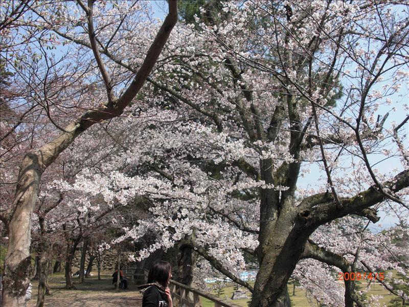 2009.04千年古都賞櫻,2009千年古都賞櫻,DAY2松江城賞櫻,倫敦,國外旅遊,土耳其,大阪,宜蘭,居酒屋,捷克,旅遊,早午餐,松江城 櫻花,板橋,法國,游堀江,美食,自由行,護城河 @跟著Julie一起走吧 2009.04千年古都賞櫻,2009千年古都賞櫻,DAY2松江城賞櫻,倫敦,國外旅遊,土耳其,大阪,宜蘭,居酒屋,捷克,旅遊,早午餐,松江城 櫻花,板橋,法國,游堀江,美食,自由行,護城河 @跟著Julie一起走吧
