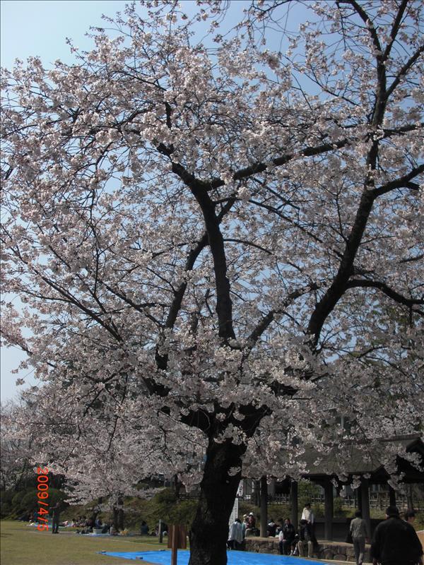 2009.04千年古都賞櫻,2009千年古都賞櫻,DAY2松江城賞櫻,倫敦,國外旅遊,土耳其,大阪,宜蘭,居酒屋,捷克,旅遊,早午餐,松江城 櫻花,板橋,法國,游堀江,美食,自由行,護城河 @跟著Julie一起走吧 2009.04千年古都賞櫻,2009千年古都賞櫻,DAY2松江城賞櫻,倫敦,國外旅遊,土耳其,大阪,宜蘭,居酒屋,捷克,旅遊,早午餐,松江城 櫻花,板橋,法國,游堀江,美食,自由行,護城河 @跟著Julie一起走吧