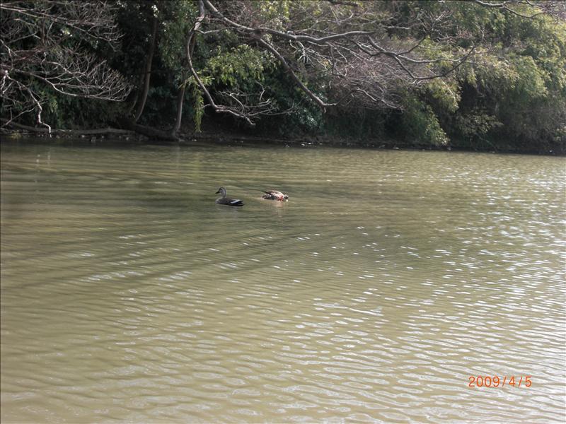 2009.04千年古都賞櫻,2009千年古都賞櫻,DAY2松江城賞櫻,倫敦,國外旅遊,土耳其,大阪,宜蘭,居酒屋,捷克,旅遊,早午餐,松江城 櫻花,板橋,法國,游堀江,美食,自由行,護城河 @跟著Julie一起走吧 2009.04千年古都賞櫻,2009千年古都賞櫻,DAY2松江城賞櫻,倫敦,國外旅遊,土耳其,大阪,宜蘭,居酒屋,捷克,旅遊,早午餐,松江城 櫻花,板橋,法國,游堀江,美食,自由行,護城河 @跟著Julie一起走吧