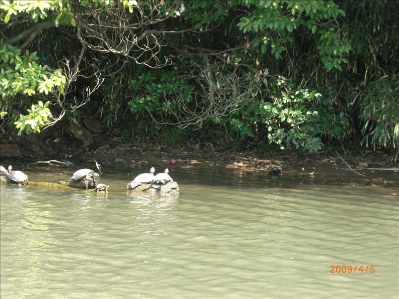 2009.04千年古都賞櫻,2009千年古都賞櫻,DAY2松江城賞櫻,倫敦,國外旅遊,土耳其,大阪,宜蘭,居酒屋,捷克,旅遊,早午餐,松江城 櫻花,板橋,法國,游堀江,美食,自由行,護城河 @跟著Julie一起走吧 2009.04千年古都賞櫻,2009千年古都賞櫻,DAY2松江城賞櫻,倫敦,國外旅遊,土耳其,大阪,宜蘭,居酒屋,捷克,旅遊,早午餐,松江城 櫻花,板橋,法國,游堀江,美食,自由行,護城河 @跟著Julie一起走吧