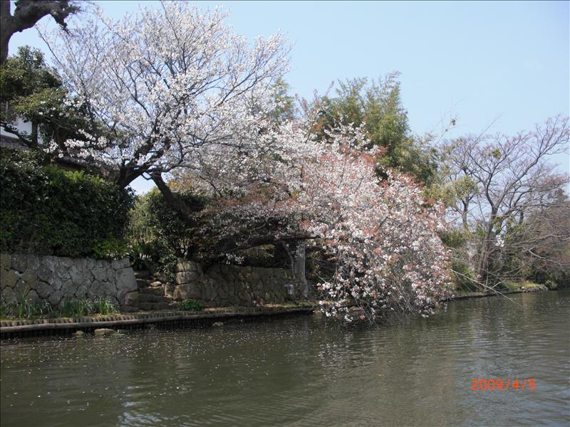 2009.04千年古都賞櫻,2009千年古都賞櫻,DAY2松江城賞櫻,倫敦,國外旅遊,土耳其,大阪,宜蘭,居酒屋,捷克,旅遊,早午餐,松江城 櫻花,板橋,法國,游堀江,美食,自由行,護城河 @跟著Julie一起走吧 2009.04千年古都賞櫻,2009千年古都賞櫻,DAY2松江城賞櫻,倫敦,國外旅遊,土耳其,大阪,宜蘭,居酒屋,捷克,旅遊,早午餐,松江城 櫻花,板橋,法國,游堀江,美食,自由行,護城河 @跟著Julie一起走吧