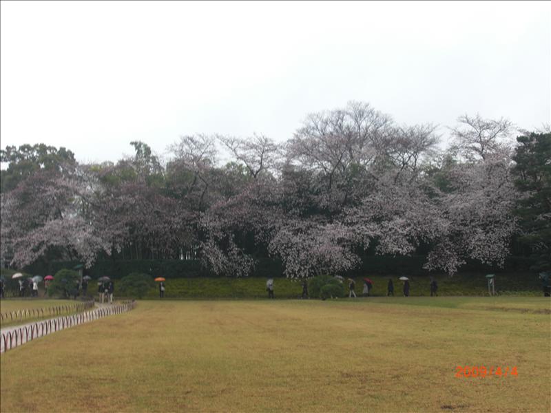 2009.04千年古都賞櫻,2009千年古都賞櫻,DAY1岡山後樂園,倫敦,國外旅遊,土耳其,大阪,宜蘭,居酒屋,捷克,旅遊,早午餐,板橋,法國,美食,自由行 @跟著Julie一起走吧 2009.04千年古都賞櫻,2009千年古都賞櫻,DAY1岡山後樂園,倫敦,國外旅遊,土耳其,大阪,宜蘭,居酒屋,捷克,旅遊,早午餐,板橋,法國,美食,自由行 @跟著Julie一起走吧