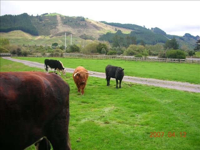 2007紐西蘭,2007紐西蘭南北島,rotoruwa,倫敦,國外旅遊,土耳其,大阪,宜蘭,居酒屋,往Rotoruwa前進,捷克,旅遊,早午餐,板橋,法國,美食,自由行 @跟著Julie一起走吧 2007紐西蘭,2007紐西蘭南北島,rotoruwa,倫敦,國外旅遊,土耳其,大阪,宜蘭,居酒屋,往Rotoruwa前進,捷克,旅遊,早午餐,板橋,法國,美食,自由行 @跟著Julie一起走吧