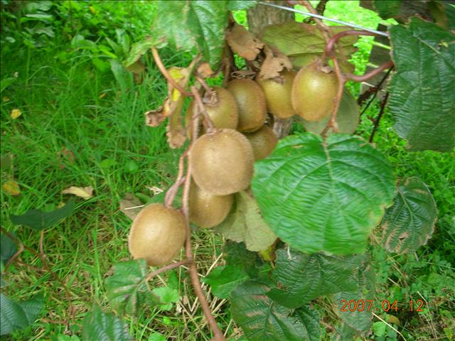 2007紐西蘭,2007紐西蘭南北島,rotoruwa,倫敦,國外旅遊,土耳其,大阪,宜蘭,居酒屋,往Rotoruwa前進,捷克,旅遊,早午餐,板橋,法國,美食,自由行 @跟著Julie一起走吧 2007紐西蘭,2007紐西蘭南北島,rotoruwa,倫敦,國外旅遊,土耳其,大阪,宜蘭,居酒屋,往Rotoruwa前進,捷克,旅遊,早午餐,板橋,法國,美食,自由行 @跟著Julie一起走吧