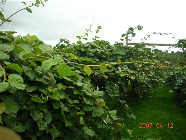 2007紐西蘭,2007紐西蘭南北島,rotoruwa,倫敦,國外旅遊,土耳其,大阪,宜蘭,居酒屋,往Rotoruwa前進,捷克,旅遊,早午餐,板橋,法國,美食,自由行 @跟著Julie一起走吧 2007紐西蘭,2007紐西蘭南北島,rotoruwa,倫敦,國外旅遊,土耳其,大阪,宜蘭,居酒屋,往Rotoruwa前進,捷克,旅遊,早午餐,板橋,法國,美食,自由行 @跟著Julie一起走吧