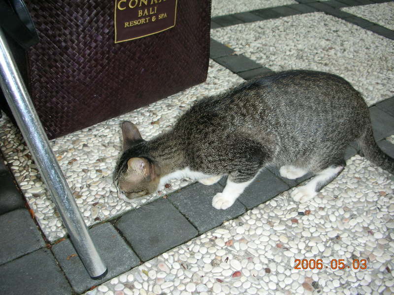 2006,2006愛情魔法巴里島之旅,3迎接巴里島的第一個清晨,5,倫敦,國外旅遊,土耳其,大阪,宜蘭,居酒屋,峇里島,捷克,旅遊,早午餐,板橋,法國,美食,自由行 @跟著Julie一起走吧 2006,2006愛情魔法巴里島之旅,3迎接巴里島的第一個清晨,5,倫敦,國外旅遊,土耳其,大阪,宜蘭,居酒屋,峇里島,捷克,旅遊,早午餐,板橋,法國,美食,自由行 @跟著Julie一起走吧