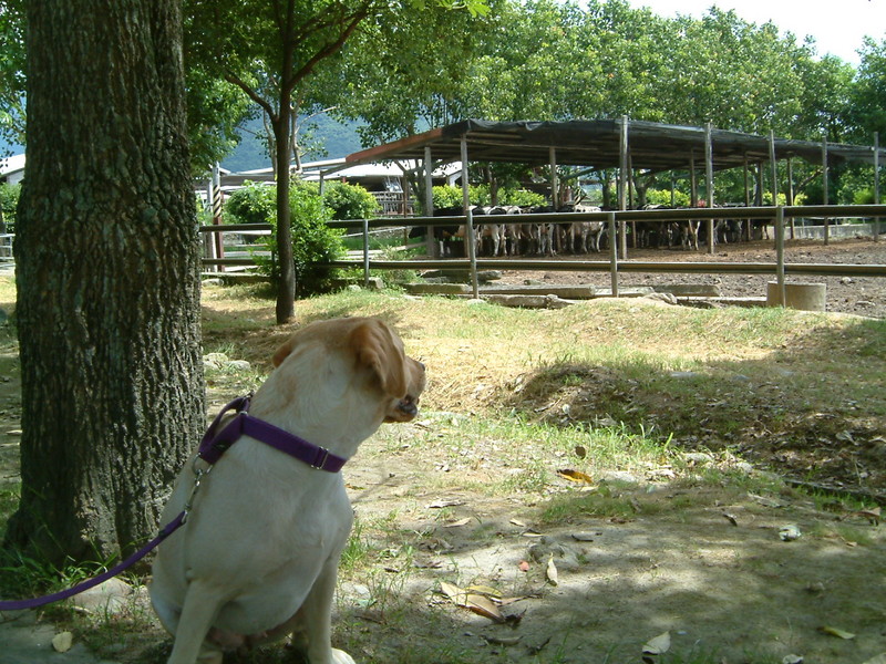 2005環島之旅,7,倫敦,國內旅遊,土耳其,大阪,宜蘭,居酒屋,捷克,旅遊,早午餐,板橋,法國,環島,美食,自由行,邊吃邊玩到花蓮 @跟著Julie一起走吧 2005環島之旅,7,倫敦,國內旅遊,土耳其,大阪,宜蘭,居酒屋,捷克,旅遊,早午餐,板橋,法國,環島,美食,自由行,邊吃邊玩到花蓮 @跟著Julie一起走吧